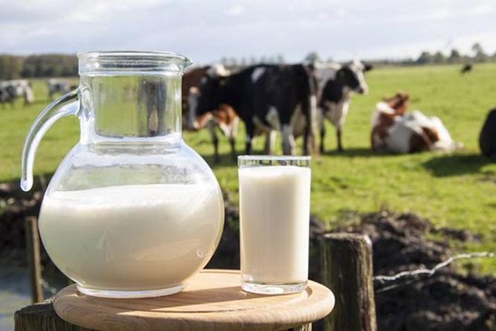 new zealand milk production 2024