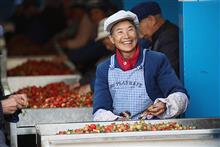 Nearly a Quarter of China’s Elderly Are Still Working, Most as Farmers