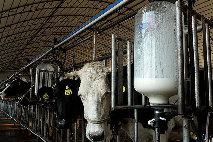 China’s Dairy Farmers Feel the Pinch From Soaring Feed Prices, Cheap ...
