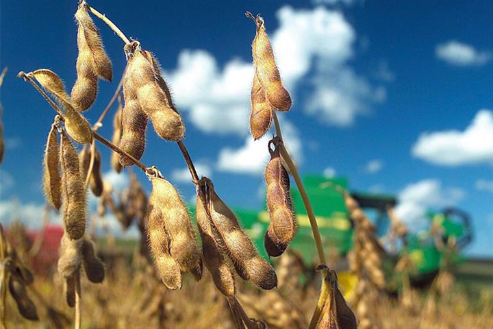 China Is Working On Policies to Help Soybean Industry, Ministry Says