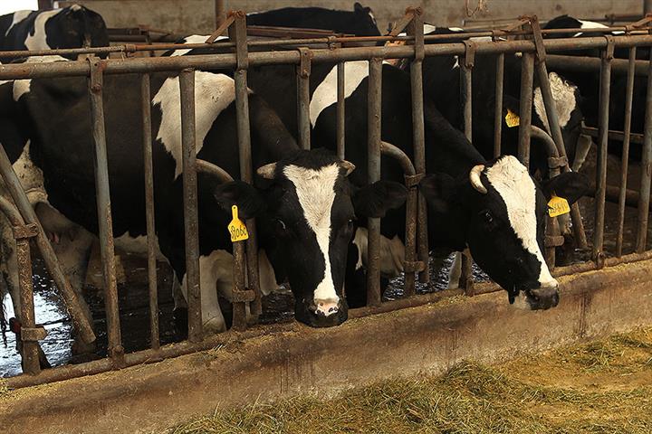 Chinese Dairy Firms Defy Covid-19 to Build Massive Farms as Milk Prices Rise