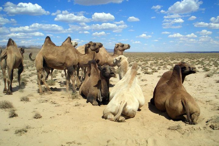 Chinese Government Shuts Down Gold and Iron Mines in Lop Nur Wild Camel ...