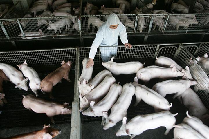 Evergrande, Vanke, Over 1,000 Chinese Developers Try Their Hand at Pig Farming
