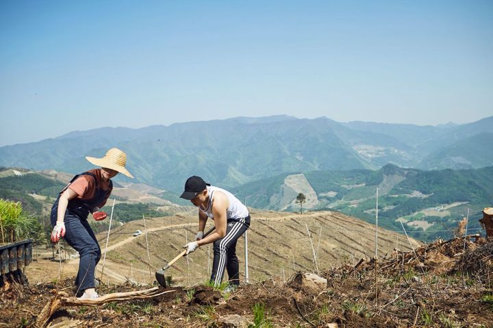 Reforestation in South Korea to Prevent Fine Dust