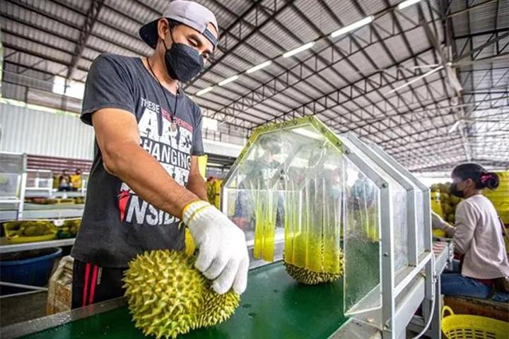 SE Asian Durians Flood China Pre-Peak to Turn Up the Heat on Thai Farmers