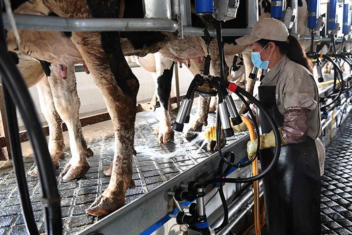 Surging Feed Costs Are Eroding Profits For China’s Dairy Farmers