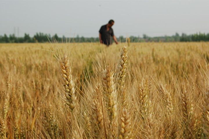 China Has Strong Summer Harvest Despite Decrease in Sown Area