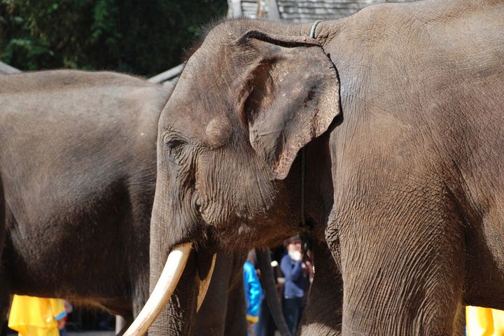 Xishuangbanna Nature Administration Sets Up 165-Acre Feeding Area to Ease Human-Elephant Conflict