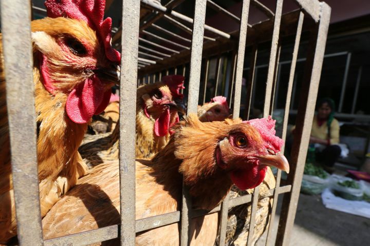 Shanghai's Fudan University Discovers New Humanized Antibody Effective Against H7N9 Avian Influenza