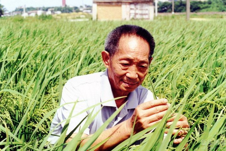 Yuan Longping Announces Key Breakthrough in Stripping Rice Parents of Cadmium