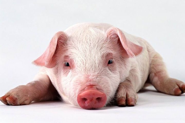 Beijing Startup Linkface Develops Facial Recognition for Pigs to Help Farmers With Insurance Issues