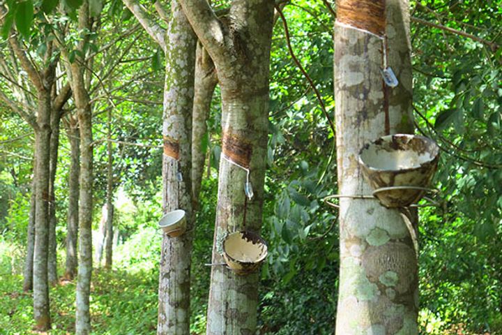 Hainan Rubber Plantations Curb Production as Price Halves This Year