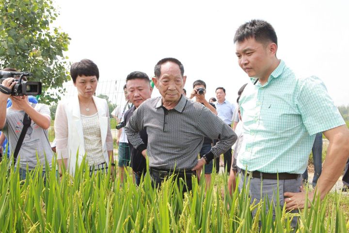 China's 'Father of Hybrid Rice' Plans to Cultivate High-Yield Species in Saline-Alkali Soil