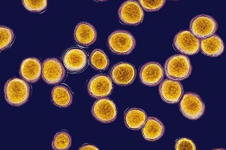 Hong Kong Researchers Discover Non-Antibiotic Treatment for Staphylococcus Aureus