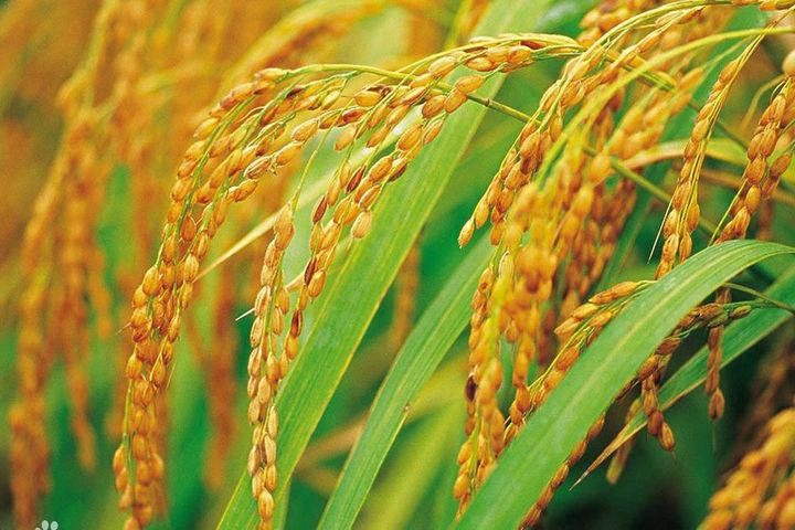 Chinese Scientists Find Naturally Occurring Rice Gene Mutation That Can Increase Yield 15%