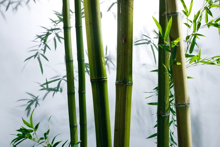 Bamboo Shoots Higher