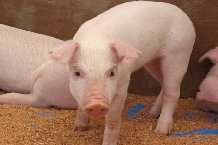 Chinese Scientists Breed Gene-Edited Svelte Swine