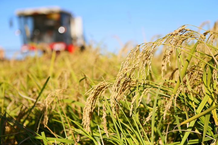 Yield Per Unit Area of Super Hybrid Rice Sets World Record 1,150 Kilograms