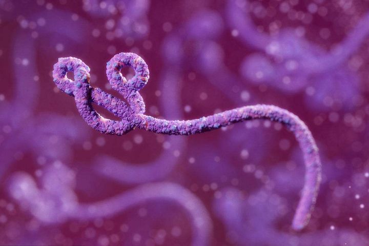 China Makes Breakthrough in Research of Ebola Pathogenesis