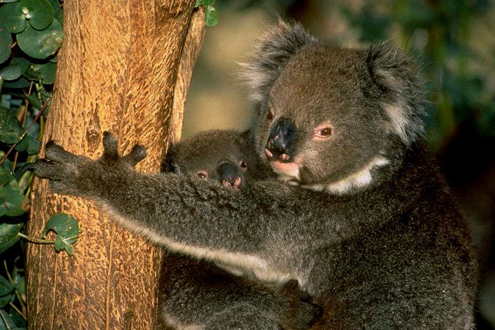 China National GeneBank, CQ University Australia Team Up to Research Koala Bear Genomics