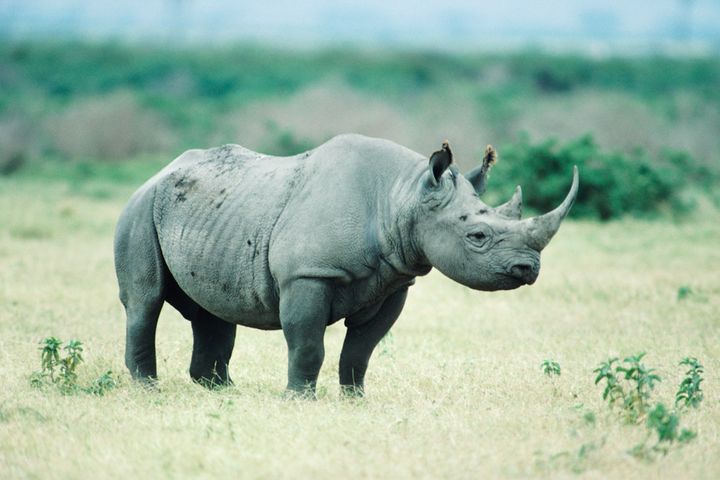 Economic, Financial Market Volatility Poses Biggest Gray Rhino Threat to China, SAFE Says