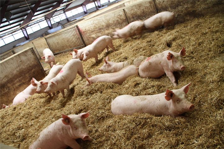Shanghai Ships First Batch of Live Pigs From New Chongming Farm to Hong Kong