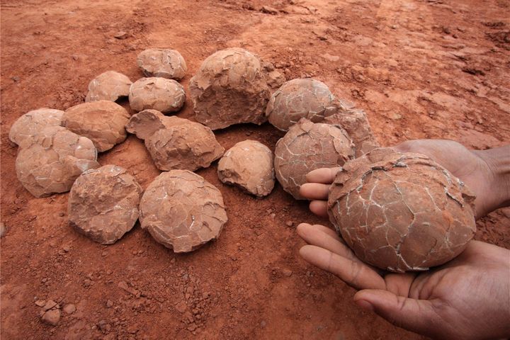 Dinosaur Egg Fossil Find Makes for a Cretaceous Christmas