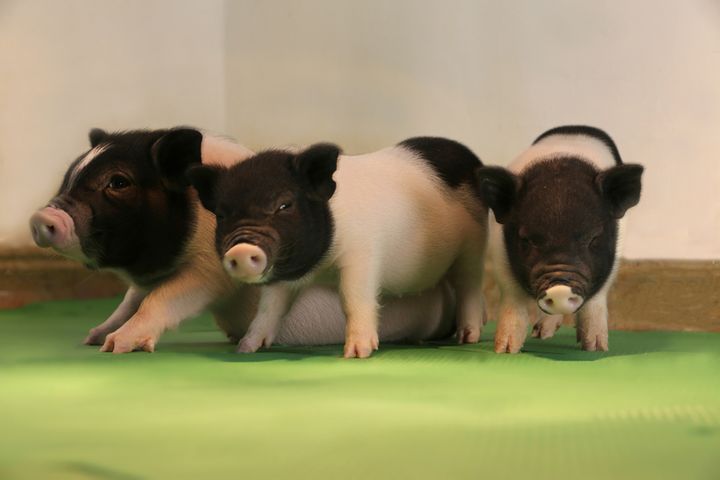 Scientists Create Benign Swine, Expect Pig-to-Human Transplants in Three Years