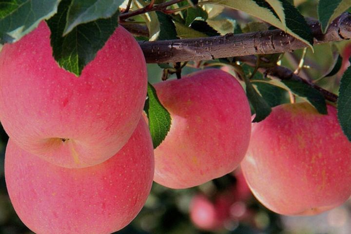 Zhengzhou Commodity Exchange Will List Red Fuji Apple Futures Contracts