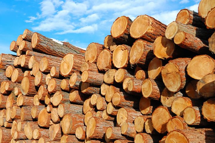 Total Value of Forestry Sector Output in China Is Expected to Exceed USD1 Trillion in 2017