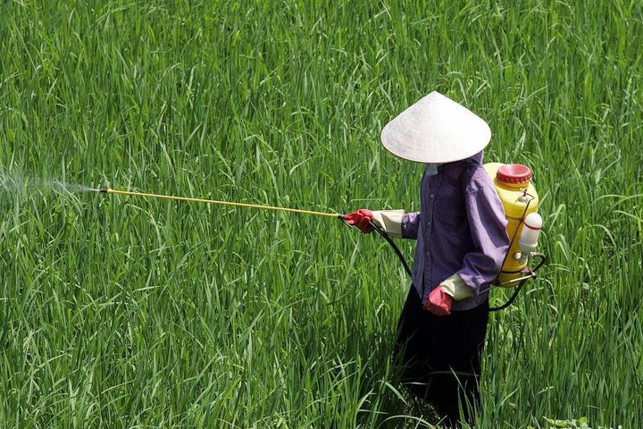 China's Pesticide Use Has Dropped in the Past Three Years, Official Says