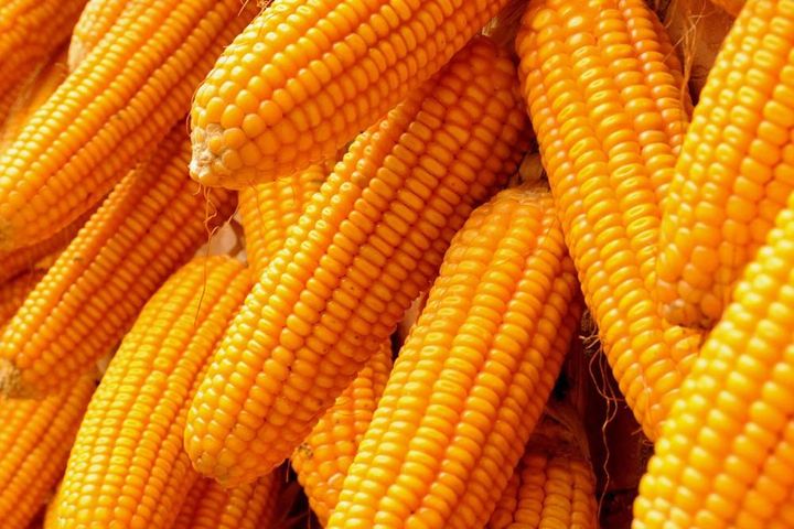 Chinese Seed Producer Yuan Longping Acquires Dow AgroSciences' Corn Seed Business in Brazil