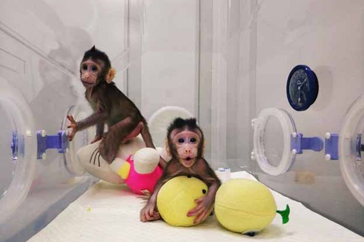 China Clones Monkey Twins in Revolutionary Genetics Breakthrough