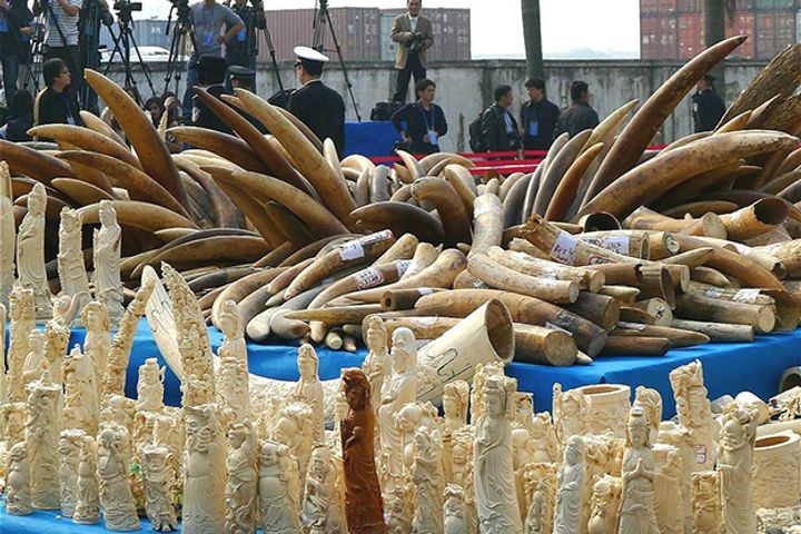 China Bans Domestic Ivory Market