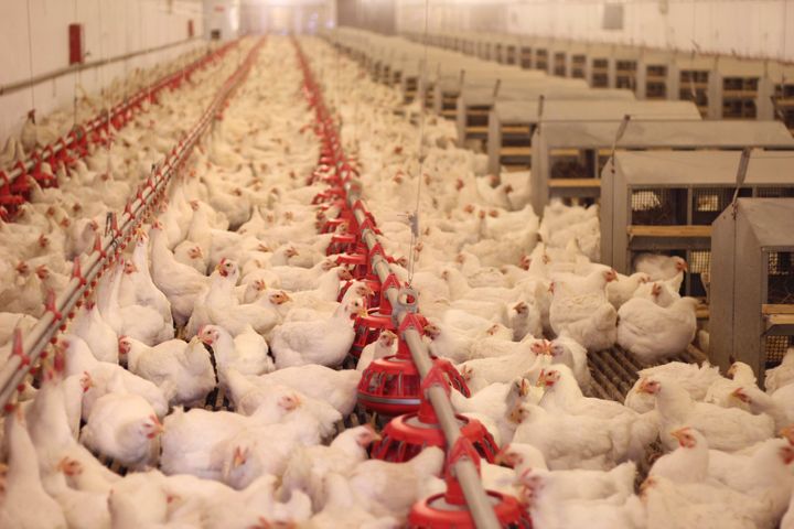 Feathers Stop Flying as MOFCOM Ends Dumping Duties on US Broilers