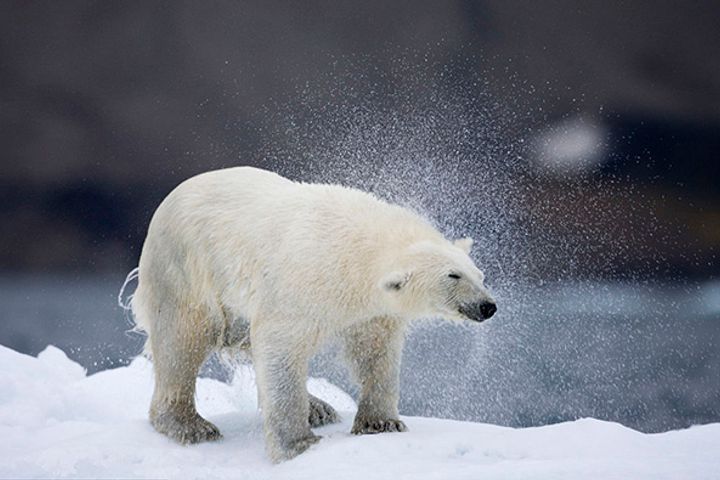 ZJU Researcher Creates Thermal Camo by Imitating Polar Bear Fur