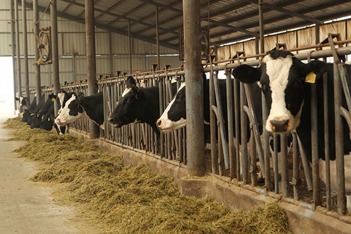 China Proposes Stricter Standards for Milk Production