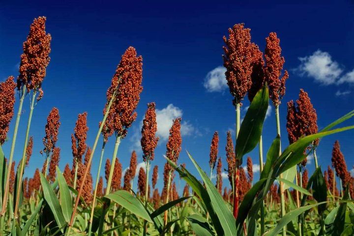 China's Trade Remedy Probes Into US Sorghum Are Normal Cases, MOFCOM Says