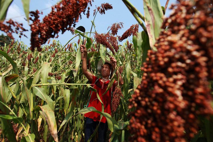 China's US Sorghum Dumping Probe Protects Farmers, Work Group Says