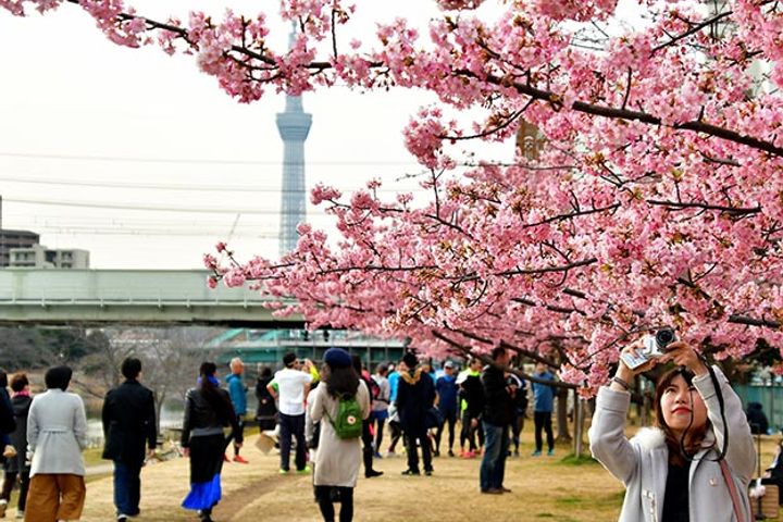Chinese Tourists to Spend Big on Cherry Blossom Trips to Japan This Spring