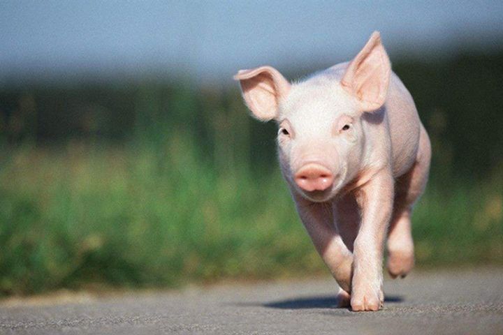 Beijing Dabeinong Technology Abandons Bid for US Pig Breeder