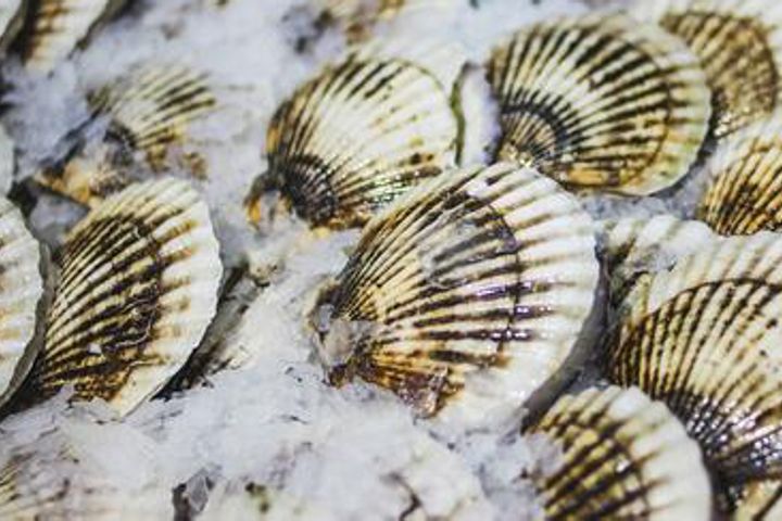 Zoneco Will Strengthen Early Warning Systems in Wake of Mass Scallop Die-Off