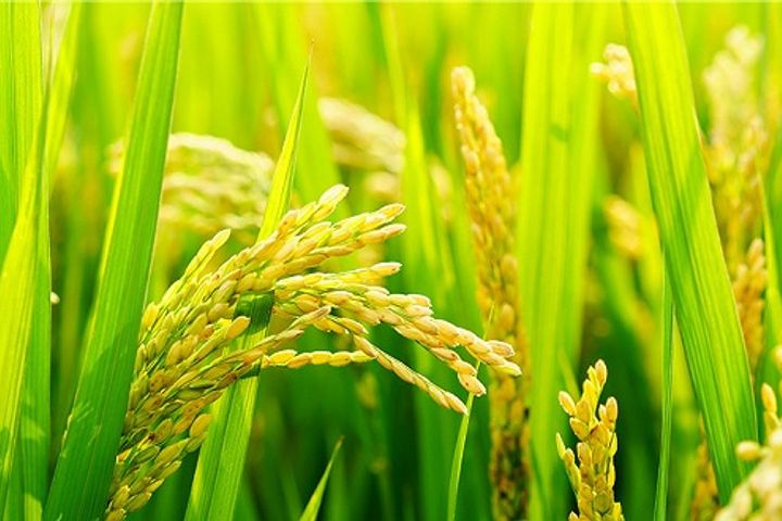 Chinese Scientists Grow Saltwater-Tolerant Rice With AI in Dubai's Desert