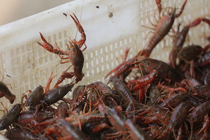 China's Crayfish Output Jumped 83% Last Year on Streamlined Supply Chain