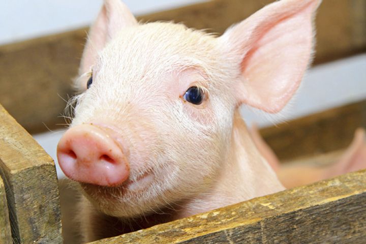 Alibaba Unveils Pig-Rearing Technology to Produce Better Pork