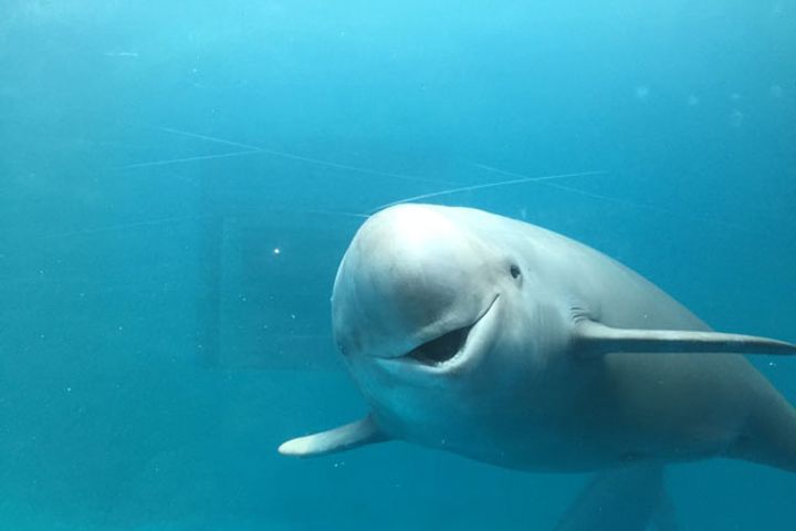Deaths of Finless Porpoises in Yangtze River Reduced on Protection Measures