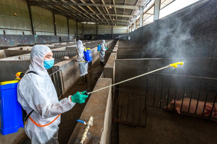 China Reports Fifth African Swine Fever Outbreak This Month