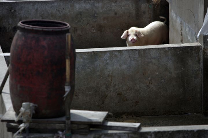 Chinese Official Confirms Livestock Disease Cases, Cannot Rule Out More