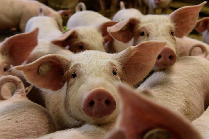 Third Outbreak of African Swine Fever Found in China's Lianyungang