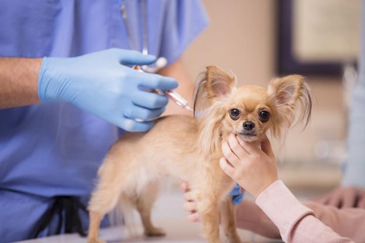 China's Grey Vet Sector Is a Nightmare for Pet Owners But a Dream for VCs